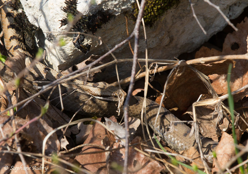 Vipre aspic, Vipera aspis aspis