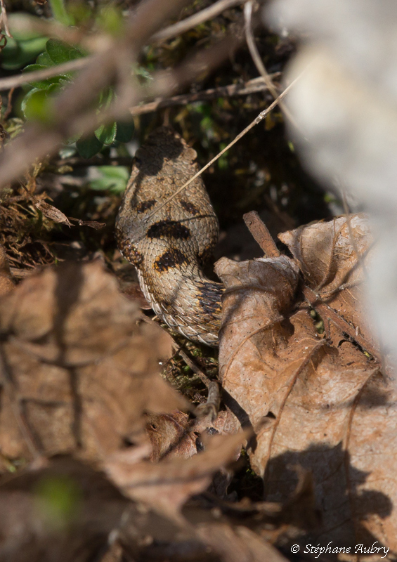 Vipre aspic, Vipera aspis aspis