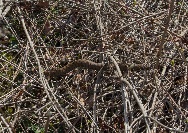 Vipre aspic, Vipera aspis aspis