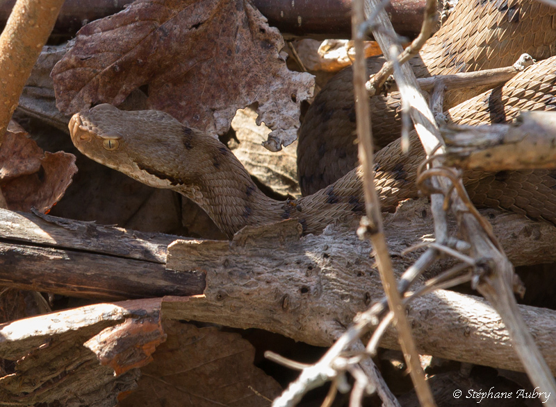 Vipre aspic, Vipera aspis aspis