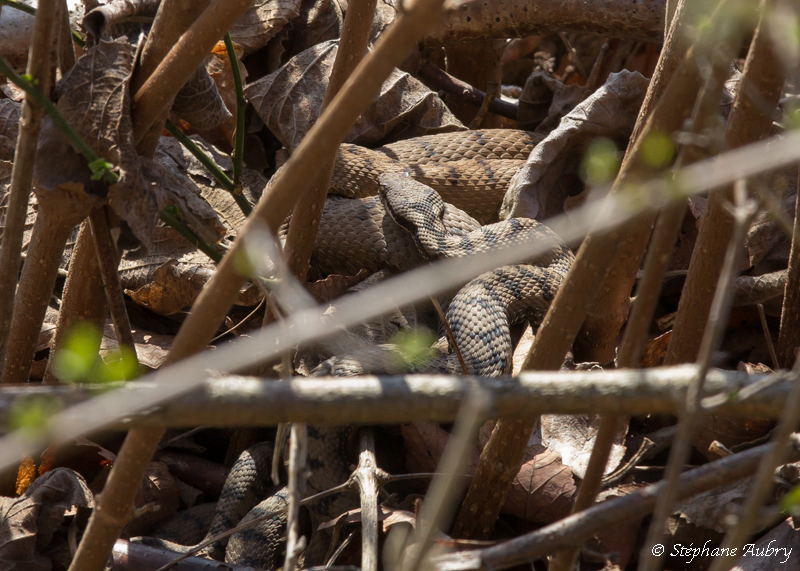 Vipre aspic, Vipera aspis aspis