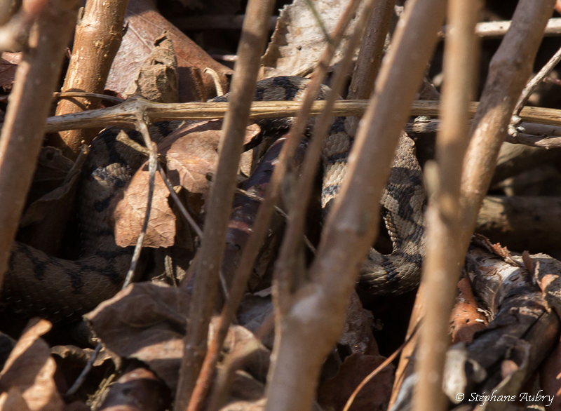 Vipre aspic, Vipera aspis aspis