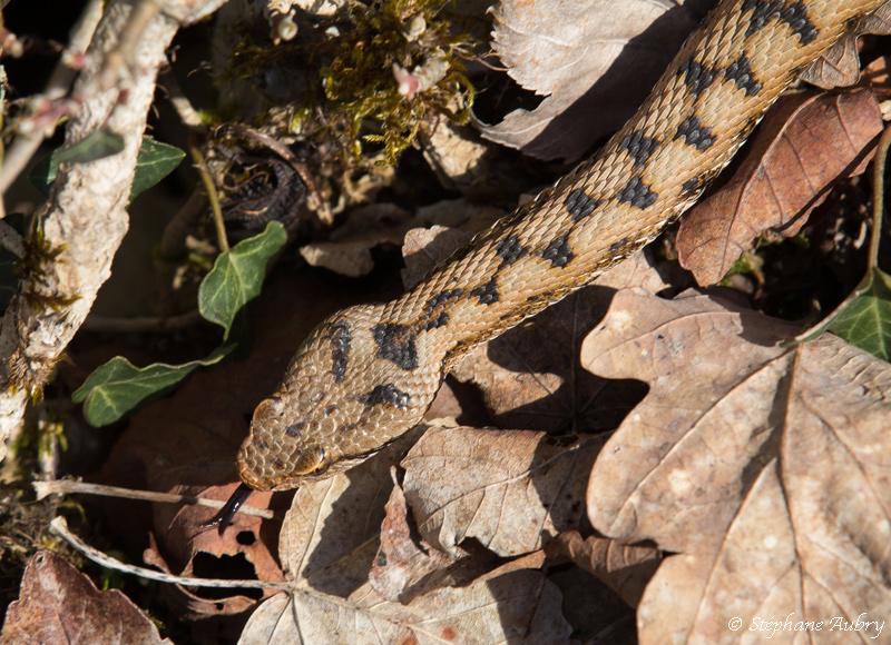 Vipre aspic, Vipera aspis aspis