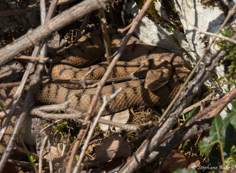 Vipre aspic, Vipera aspis aspis