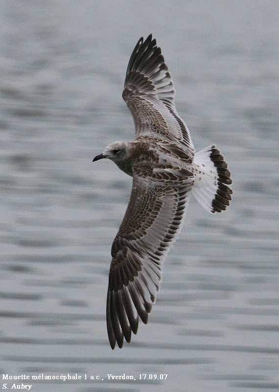 Mouette mlanocphale, Larus melanocephalus