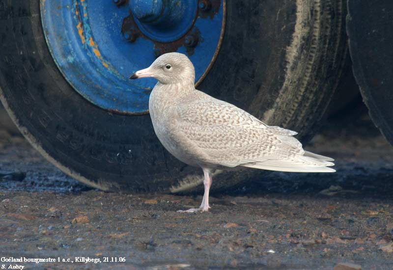 Goland bourgmestre, Larus hyperboreus