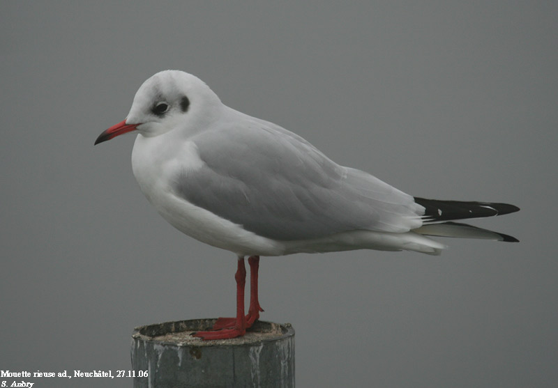 Mouette rieuse, Larus ridibundus