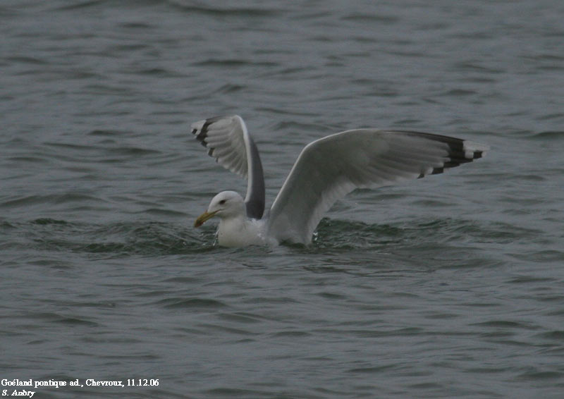 Goland pontique, Larus cachinnans