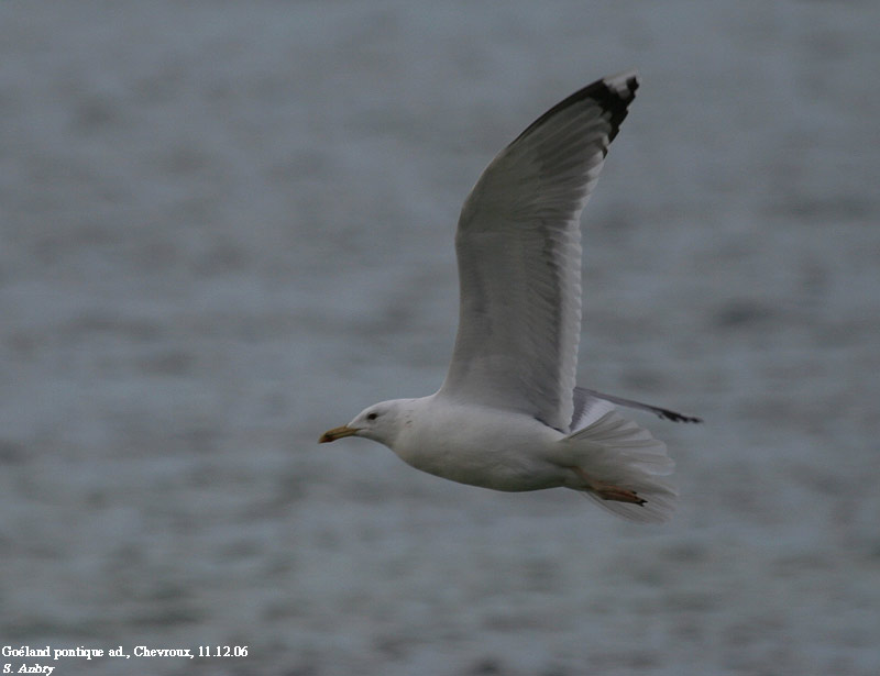 Goland pontique, Larus cachinnans