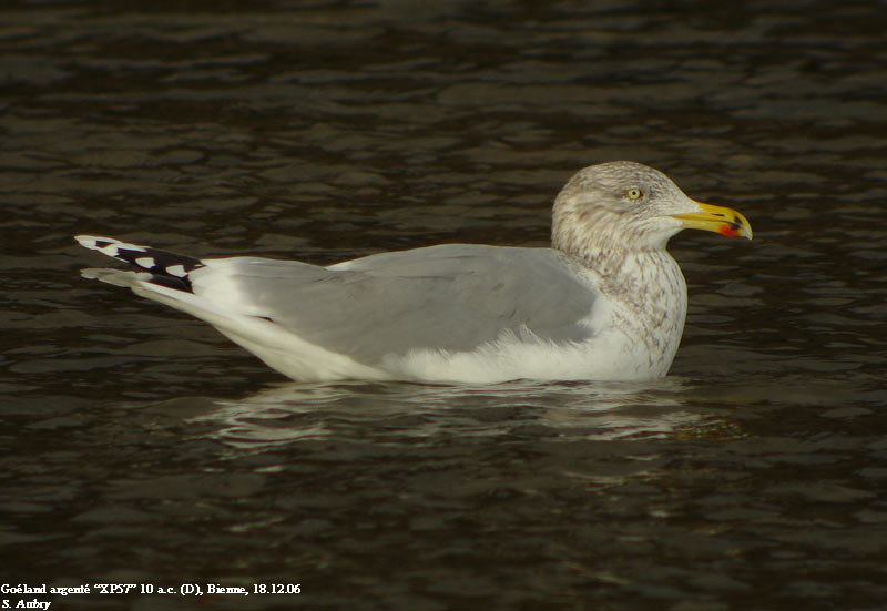 Goland argent, Larus argentatus argentatus