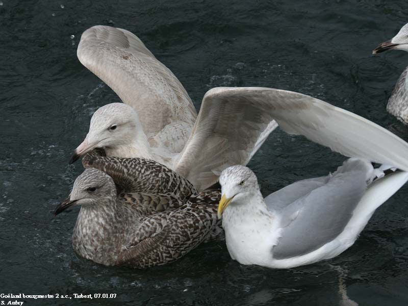 Goland bourgmestre, Larus hyperboreus