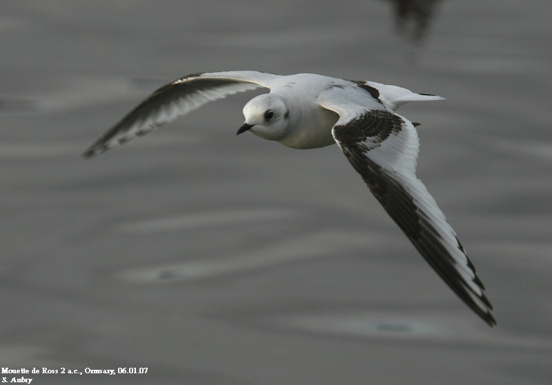 Mouette de Ross, Rhodostethia rosea