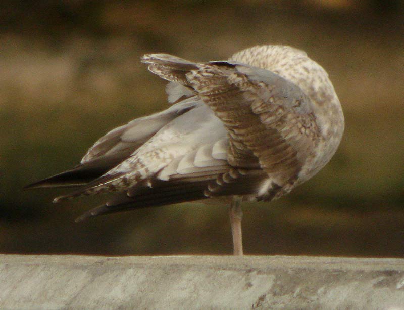 Poss. G.dAmrique, Larus smithsonianus ?