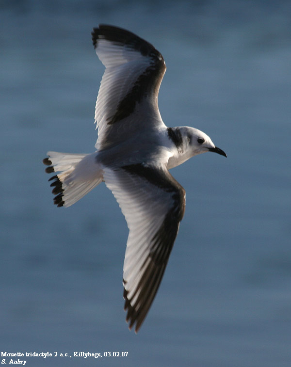 Mouette tridactyle, Rissa tridactyla