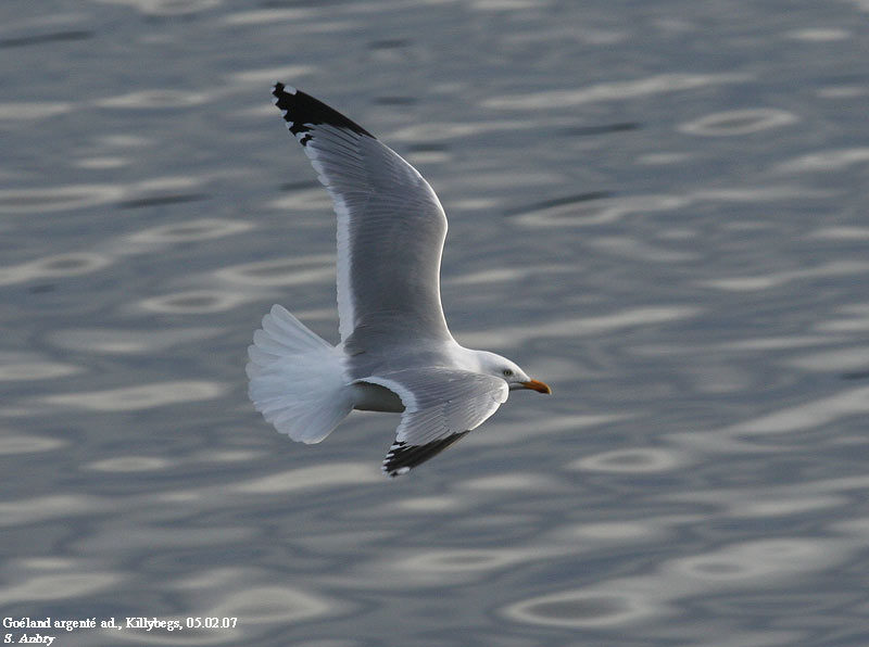 Goland argent, Larus argentatus argenteus