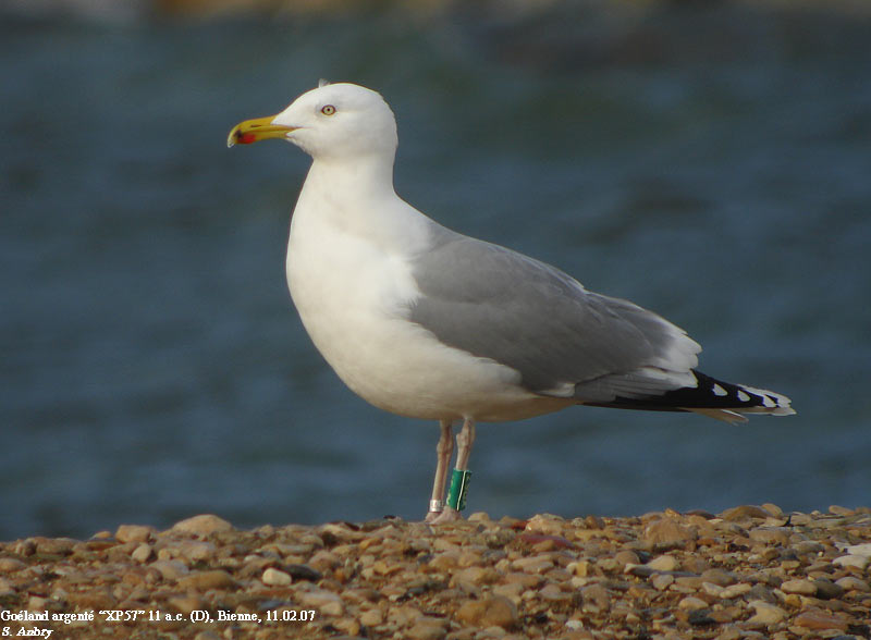 Goland argent, Larus argentatus argentatus