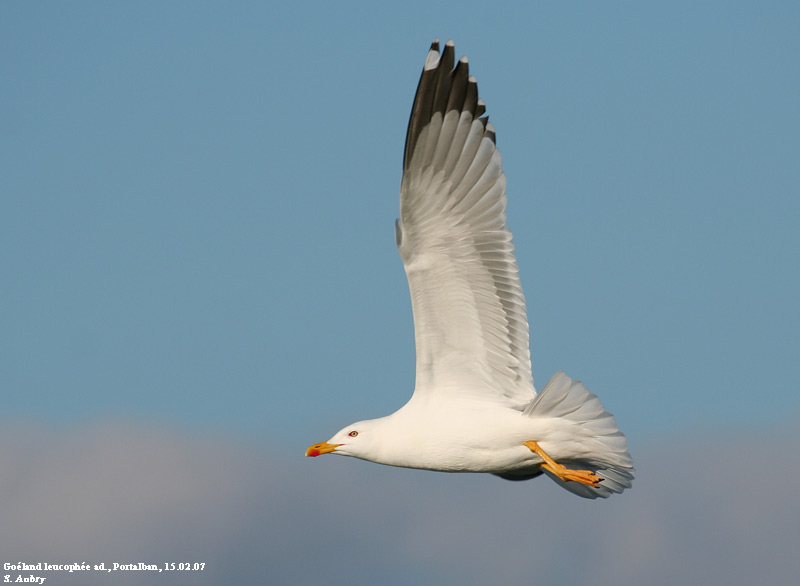 Goland leucophe, Larus michahellis