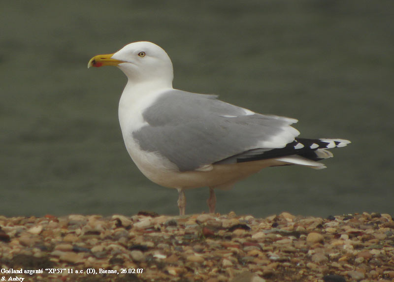 Goland argent, Larus argentatus argentatus