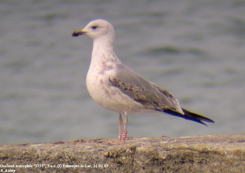 Goland leucophe, Larus michahellis