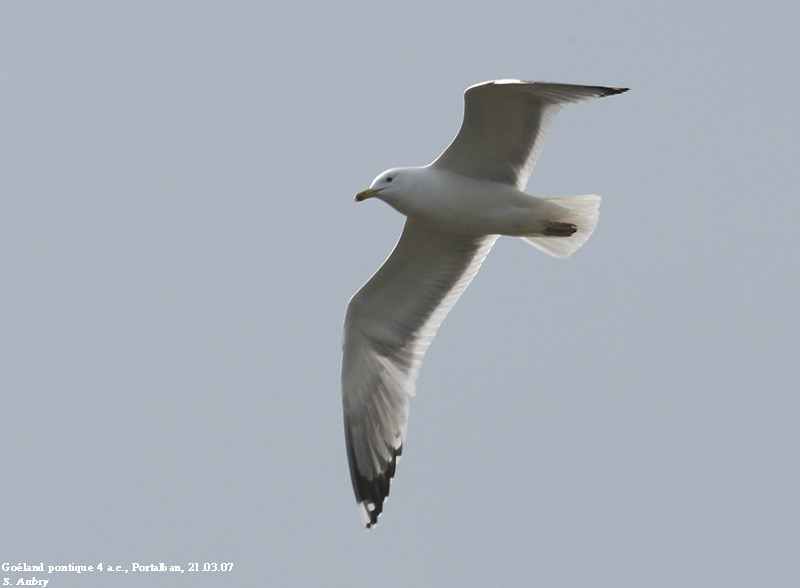 Goland pontique, Larus cachinnans