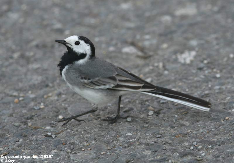 Bergeronnette grise, Motacila alba