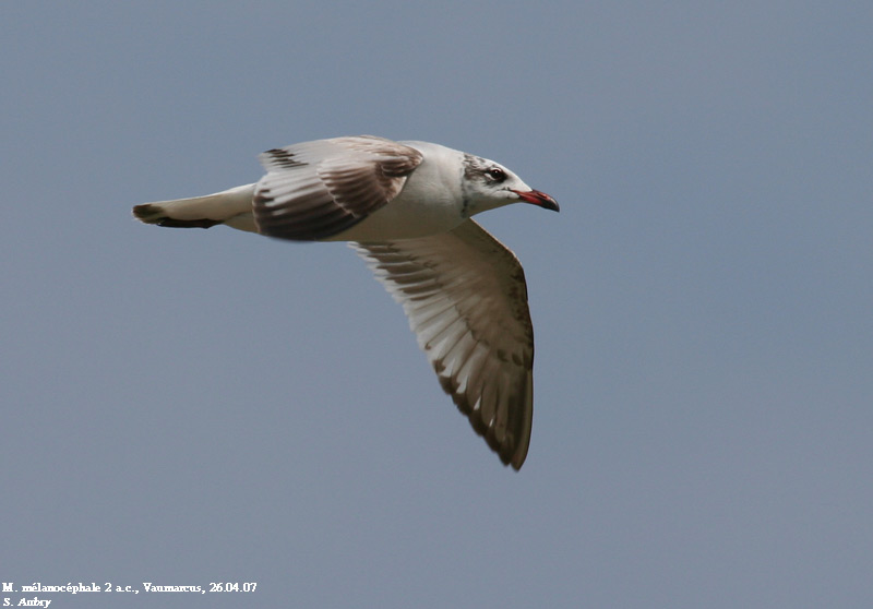 Mouette mlanocphale, Larus melanocephalus