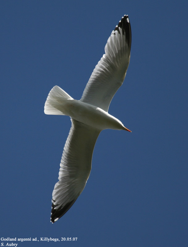 Goland argent, Larus argentatus argenteus
