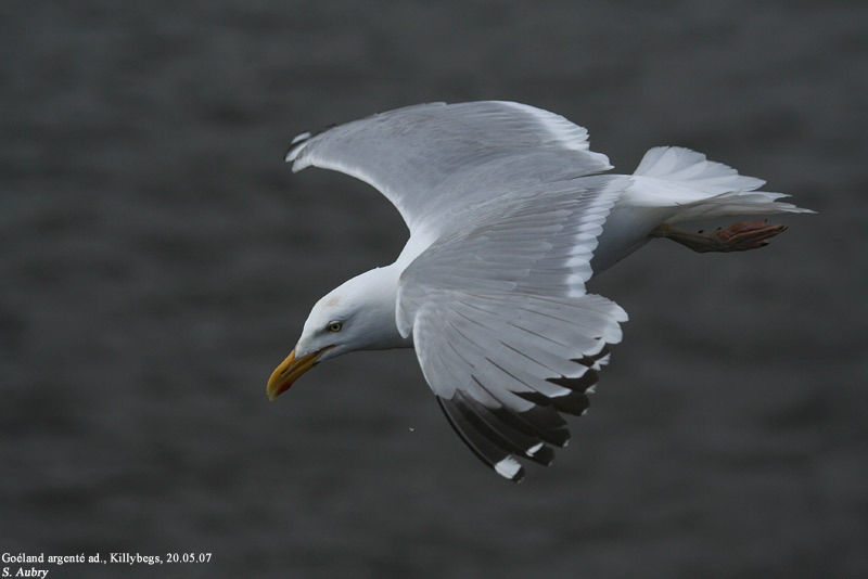 Goland argent, Larus argentatus argenteus