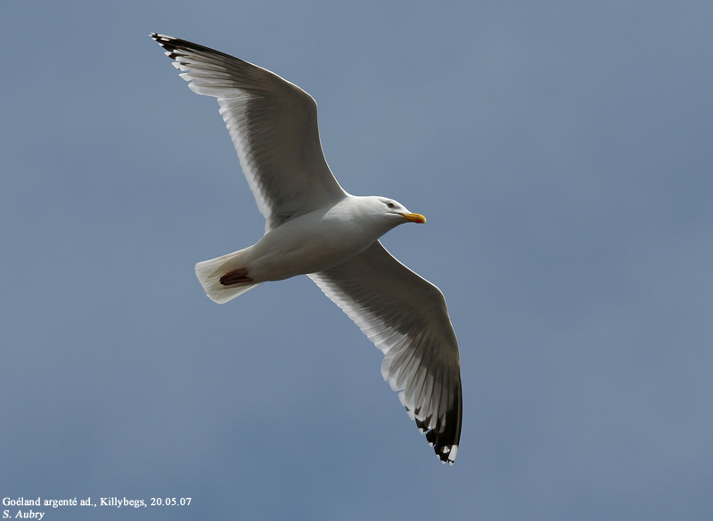 Goland argent, Larus argentatus argenteus