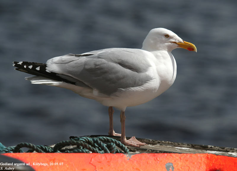 Goland argent, Larus argentatus argenteus