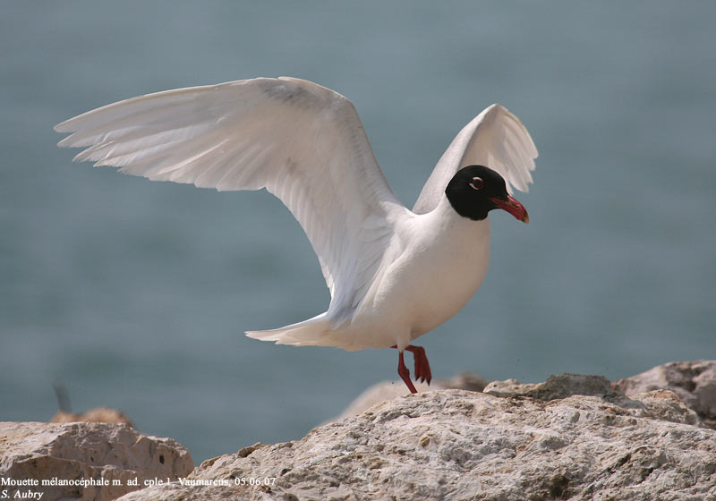 Mouette mlanocphale, Larus melanocephalus