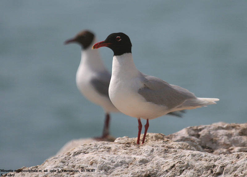 Mouette mlanocphale, Larus melanocephalus