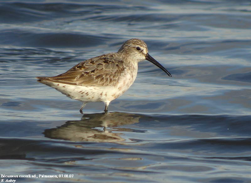 Bcasseau cocorli, Calidris ferruginea