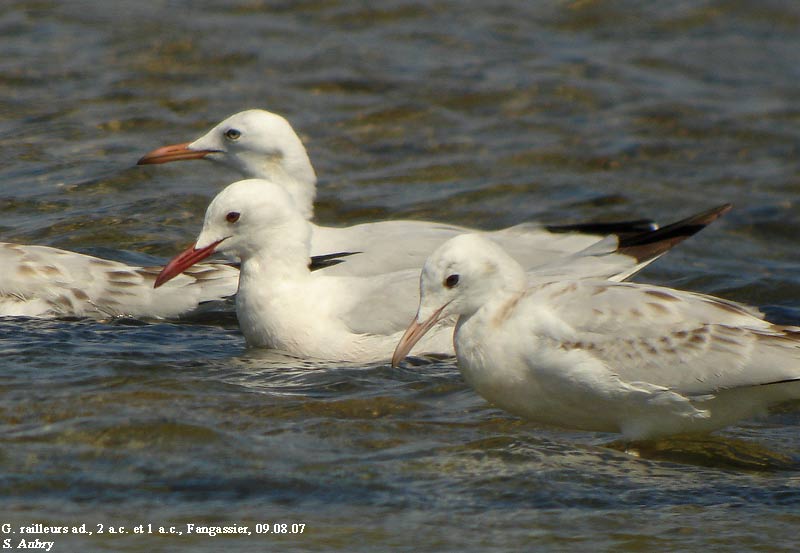 Goland railleur, Larus genei