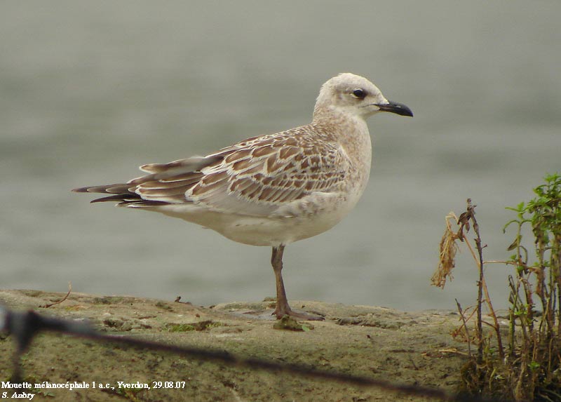 Mouette mlanocphale, Larus melanocephalus