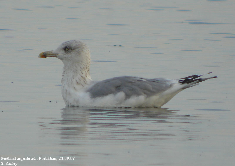 Goland argent, Larus argentatus