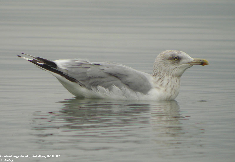 Goland argent, Larus argentatus