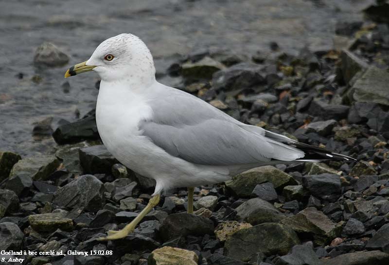 Goland  bec cercl, Larus delawarensis