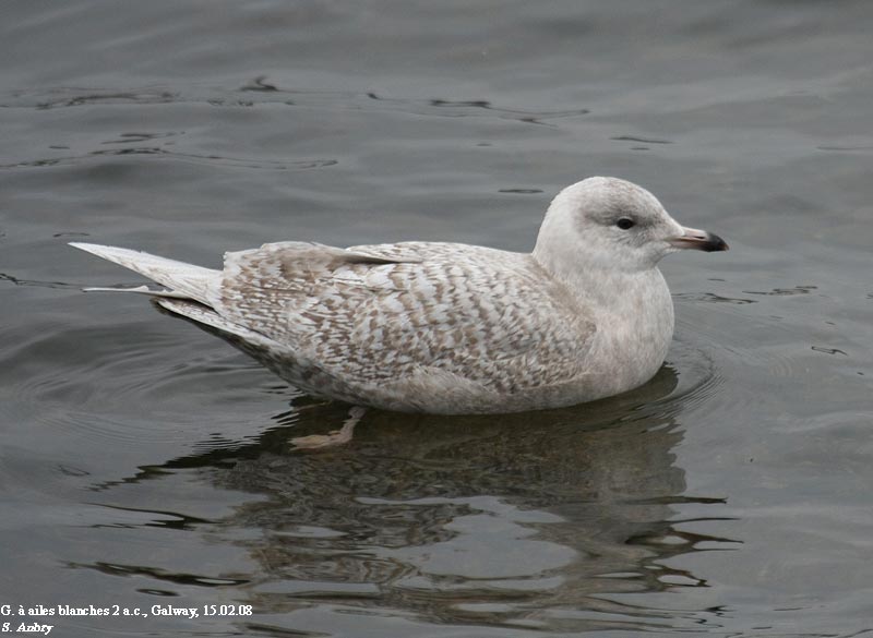 Goland  ailes blanches, Larus glaucoides