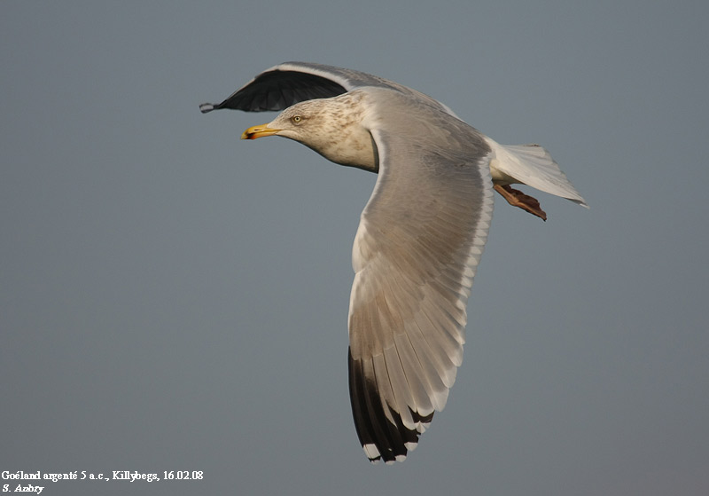 Goland argent, Larus argentatus argenteus