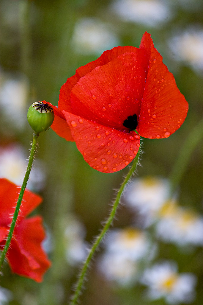 _MG_0222 poppies.jpg