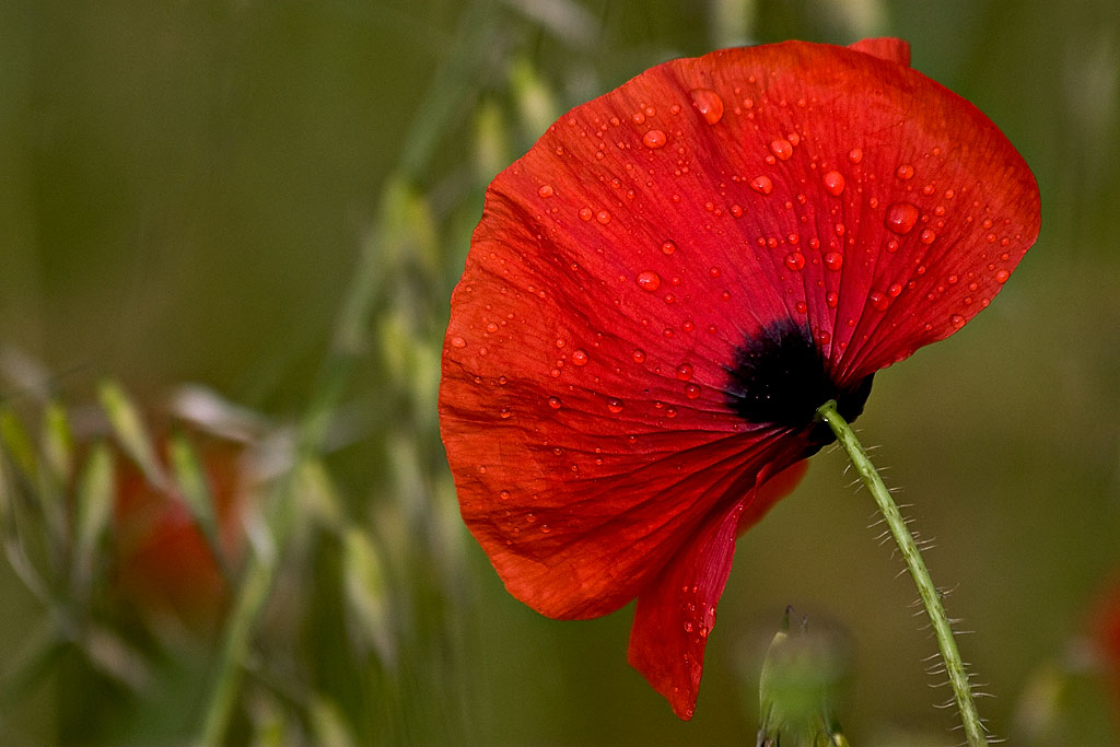 _MG_0269 poppies.jpg