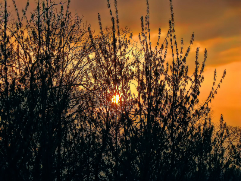 Sunset behind the leaves