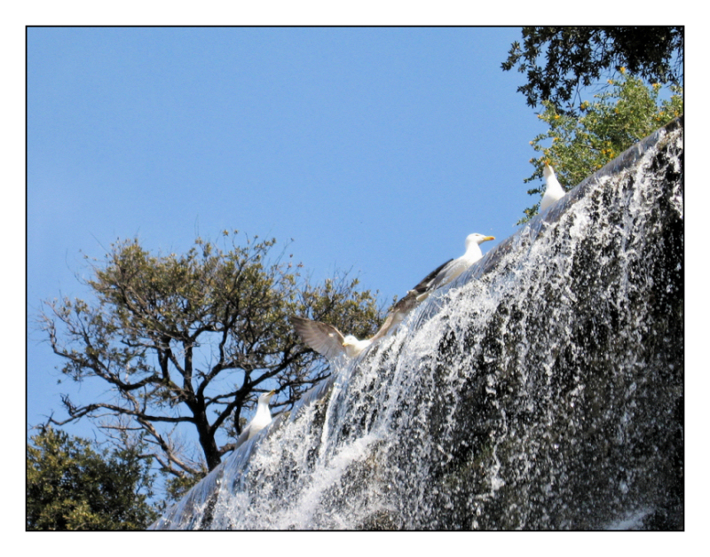Seagulls shower