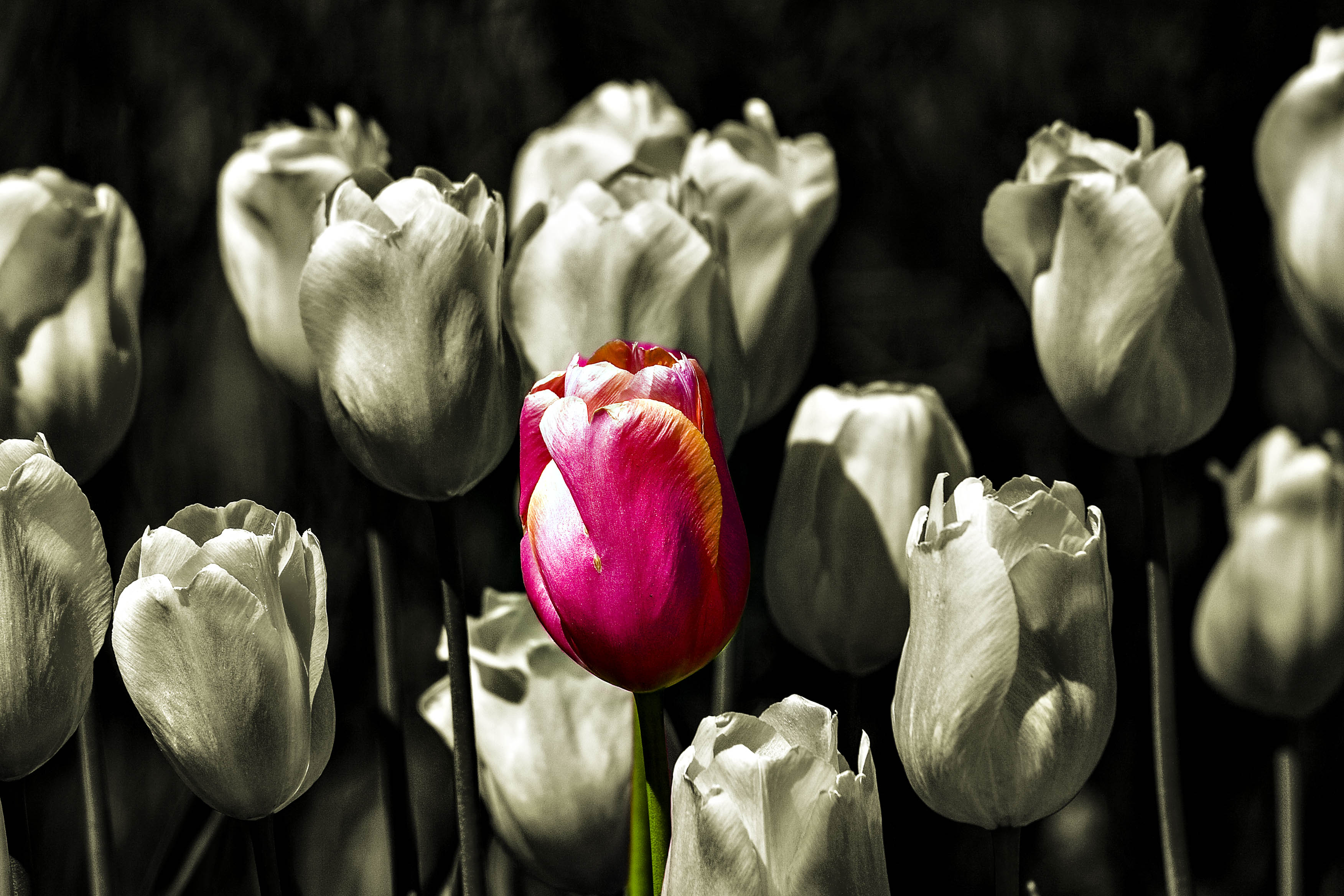 Field of Tulips