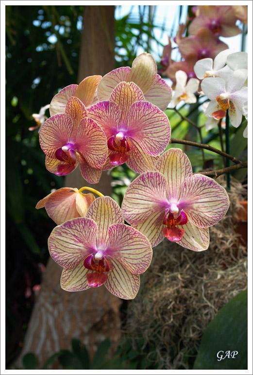 20070513_LewisGinterBotanicalGarden_13_sm.jpg
