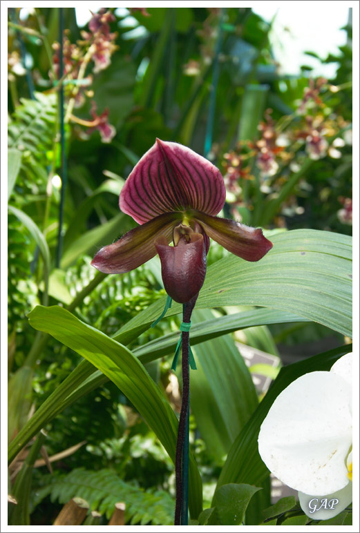 20070513_LewisGinterBotanicalGarden_15_sm.jpg