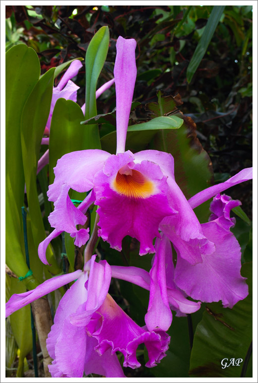 20070513_LewisGinterBotanicalGarden_18_sm.jpg