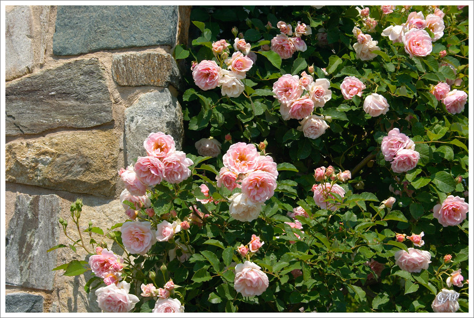 20070513_LewisGinterBotanicalGarden_21_sm.jpg