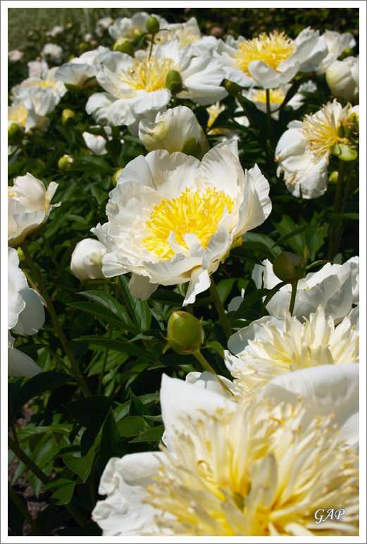 20070513_LewisGinterBotanicalGarden_25_sm.jpg